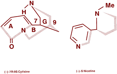 Fig. 2 Stereoisomeric formulae of cytisine and nicotine (after Barlow, R.B. and McLeod, L.J.) 